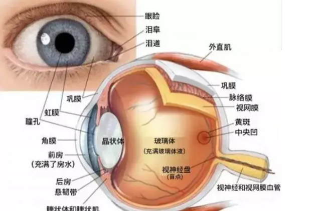 黄斑水肿多久自行消失有答案啦！轻者几周至数月，重者较难治好需积极求医