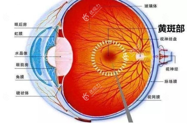 年轻人/老人眼睛黄斑病变怎么治疗好89yo.com