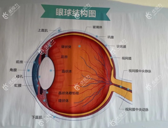 眼球结构图