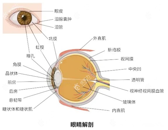 如何判断是否是葡萄膜炎m.89yo.com