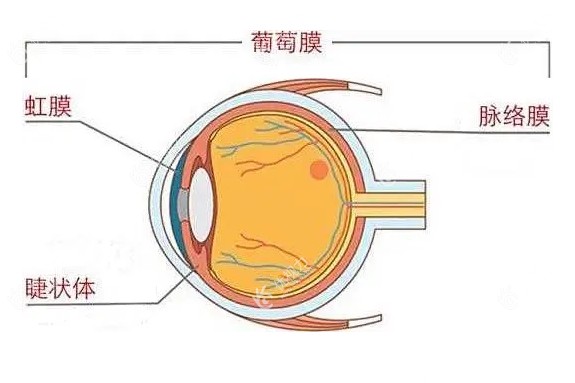 眼睛葡萄膜炎怎么治疗