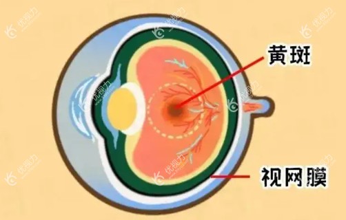 黄斑部位置