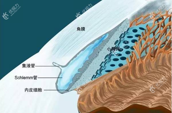 眼角膜示意图（优视&力眼科网）